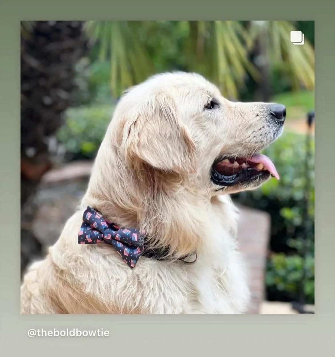 American Flag Bow Tie for Dog and Cat Collar