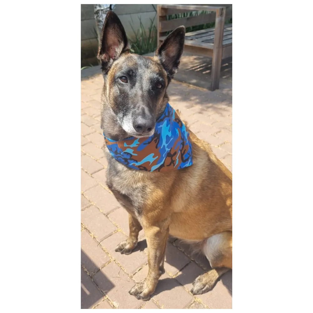 Bows and Bandannas Set - Doggies