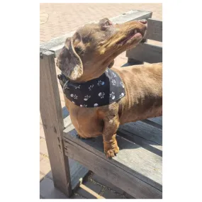 Bows and Bandannas Set - Doggies