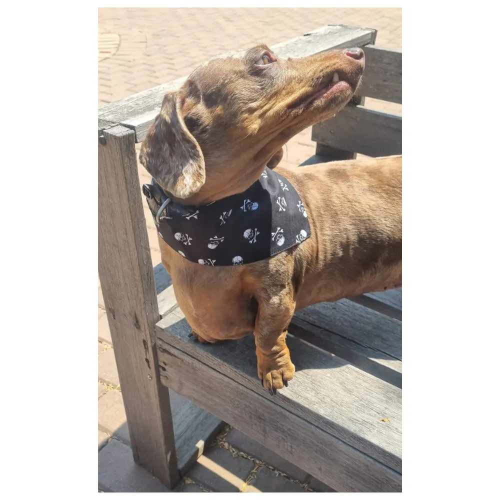 Bows and Bandannas Set - Doggies