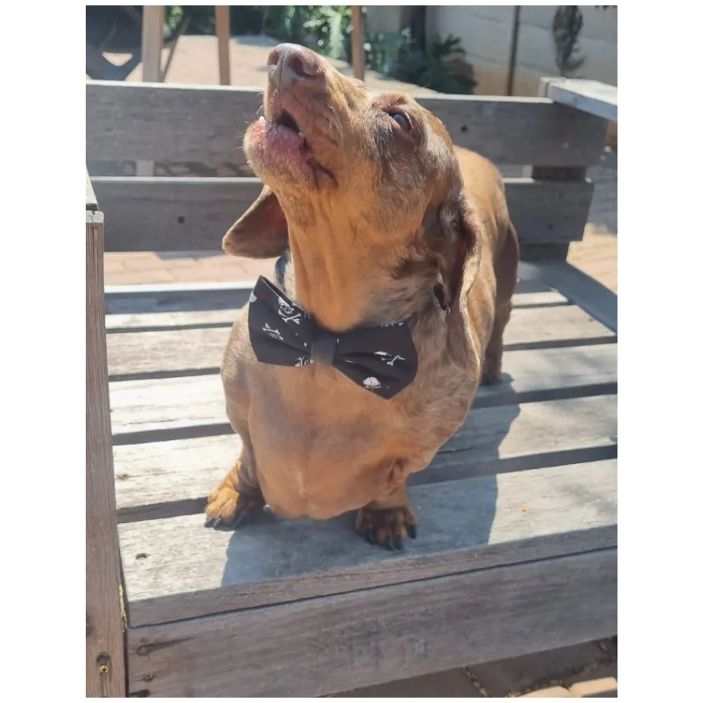 Bows and Bandannas Set - Doggies