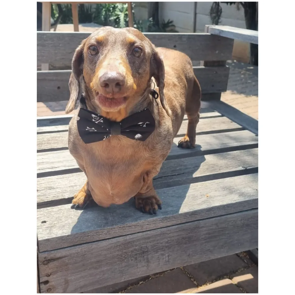 Bows and Bandannas Set - Doggies