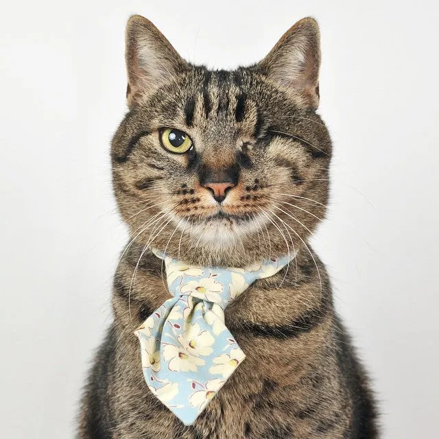 Call Me Mr. Cat