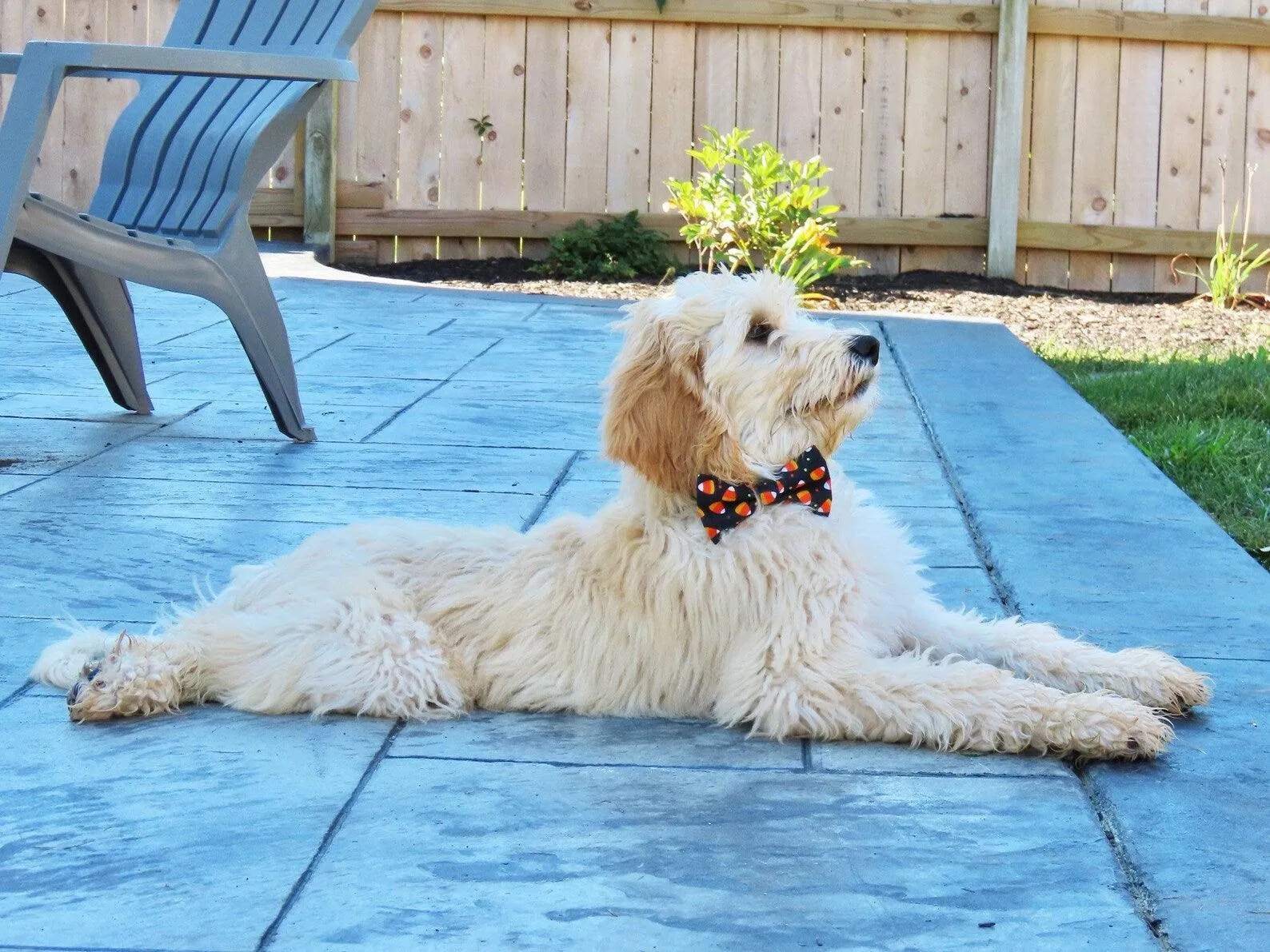 Candy Corn Bow Tie for Dog and Cat Collar