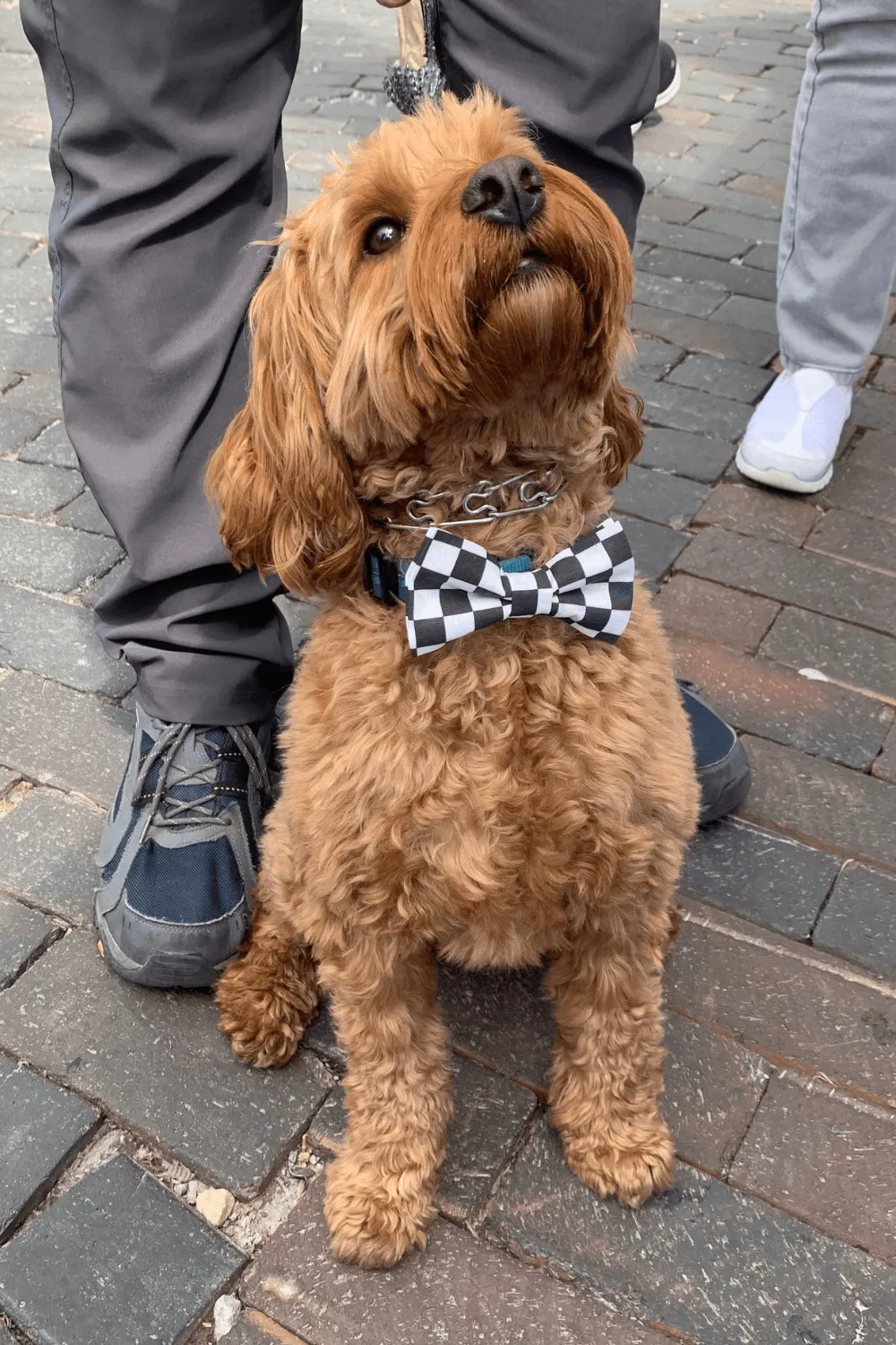 Checkered Flag Bow Tie for Dog Collar and Cat Collar