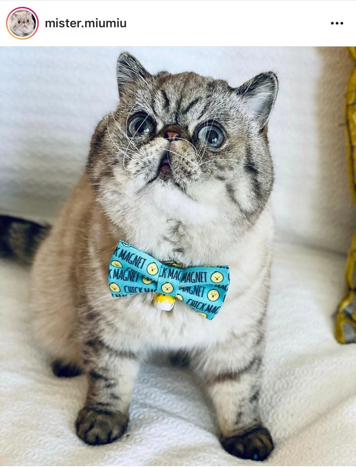 Chick Magnet Bow Tie for Dog and Cat Collar