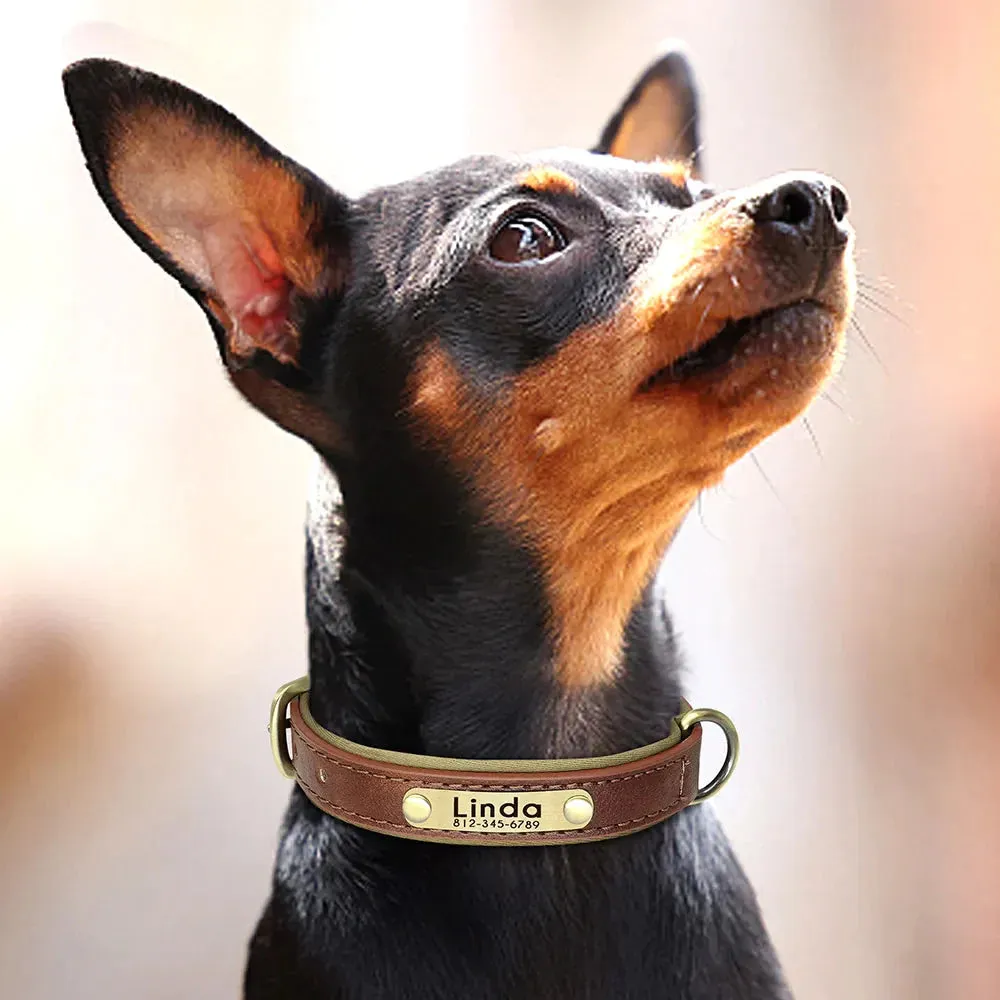 Customised Leather ID Nameplate Dog Collar