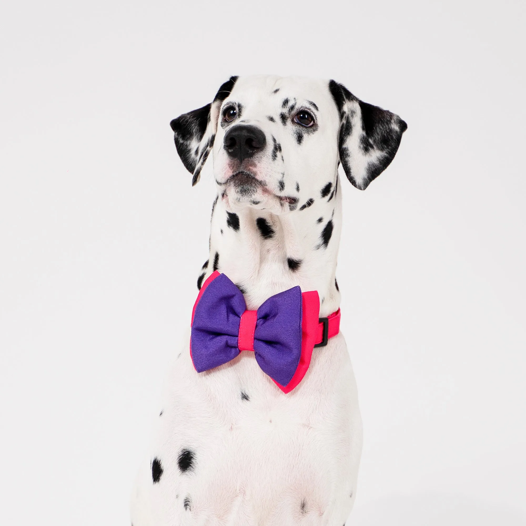 DearPet Double Trouble Purple & Pink Dog Bow Tie