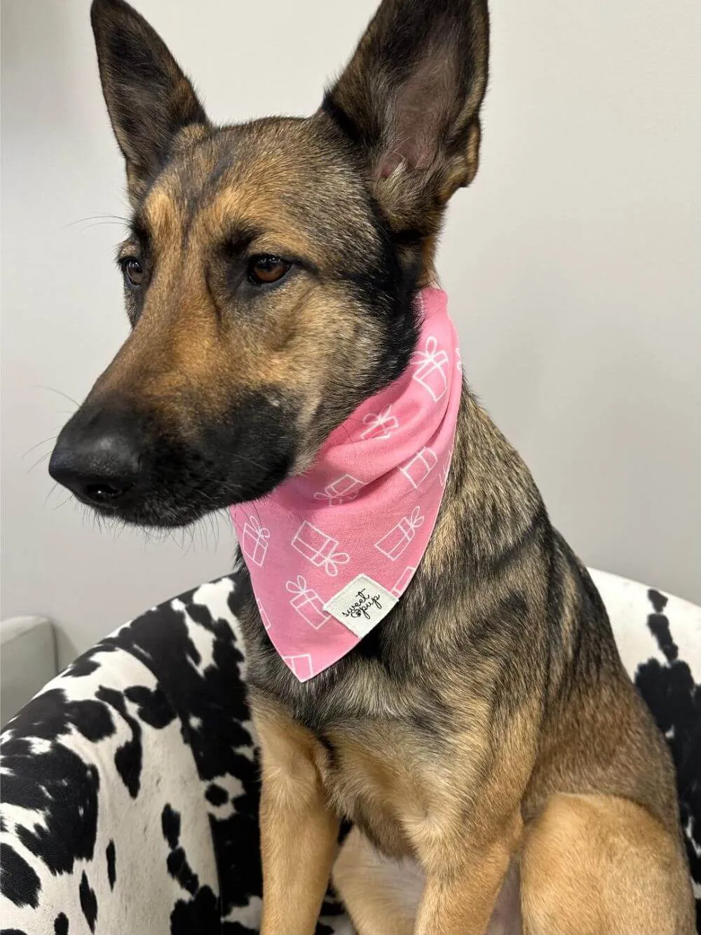 Dog Bandana - Dog Birthday Bandana Gifted Pink