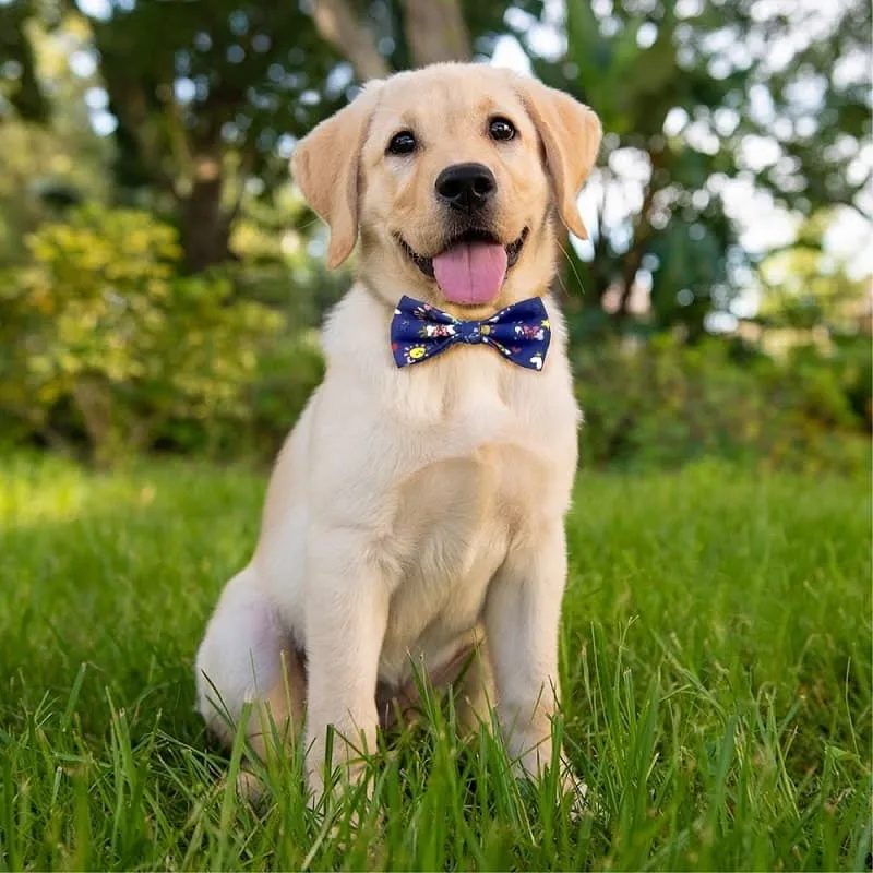 Goofy Tails Happy Vibes Pet Bows Tie | Adjustable Bowties for Dogs and Cats