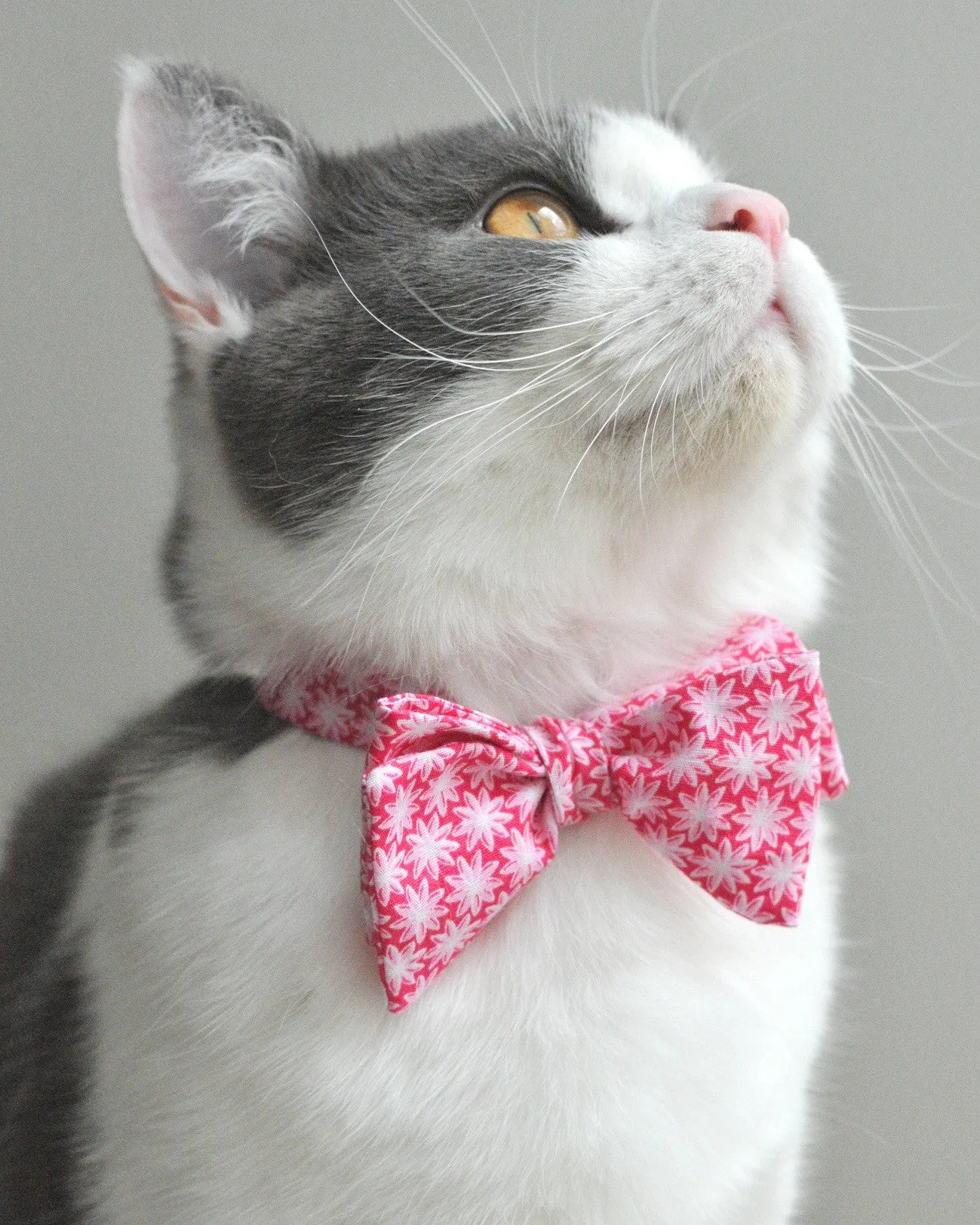 Kitty Blossom