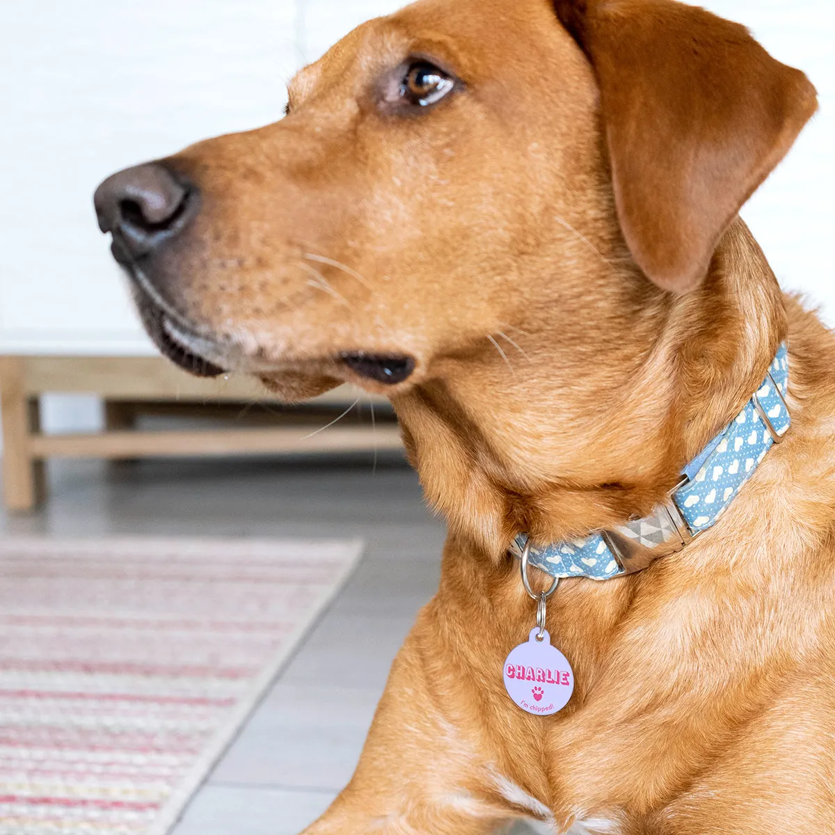 Personalised Retro Pastel Pet Name ID Tag