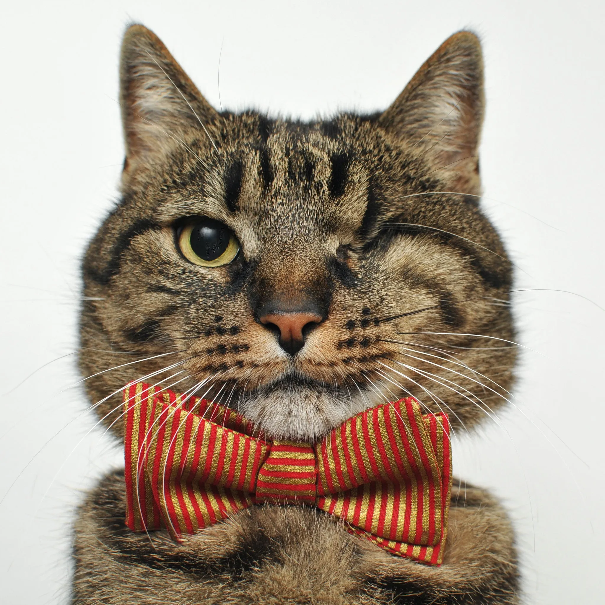 Santa Kitty