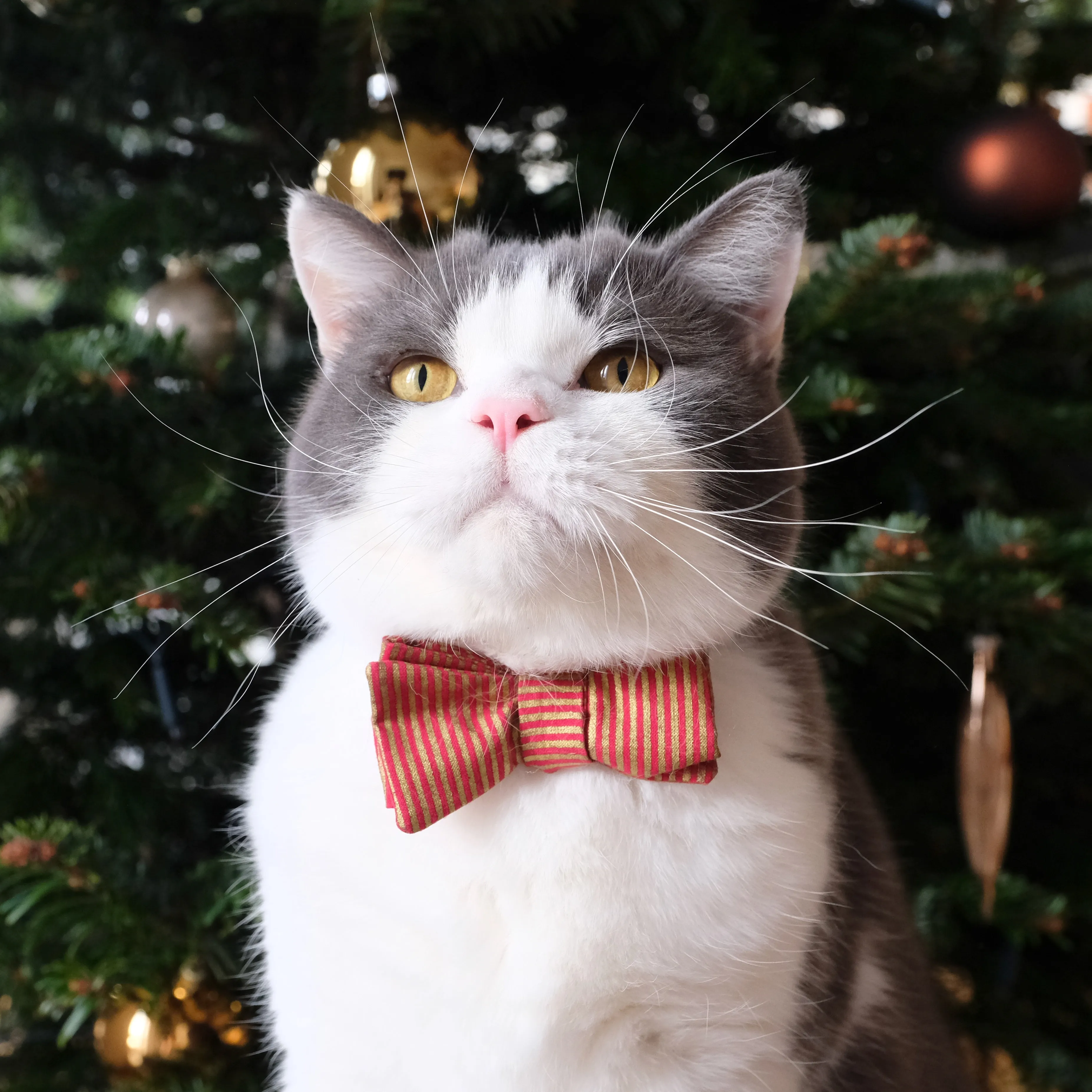Santa Kitty