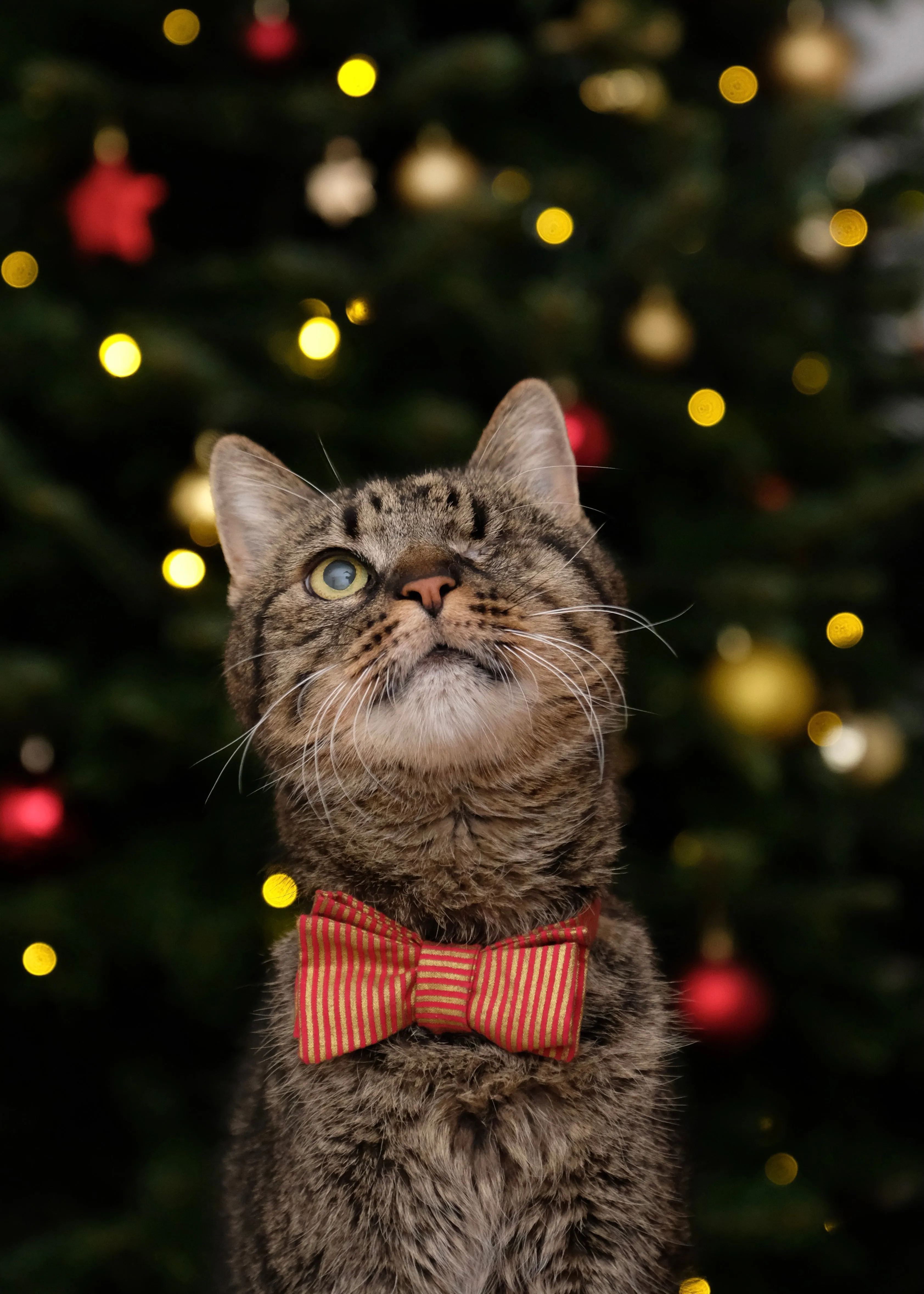 Santa Kitty