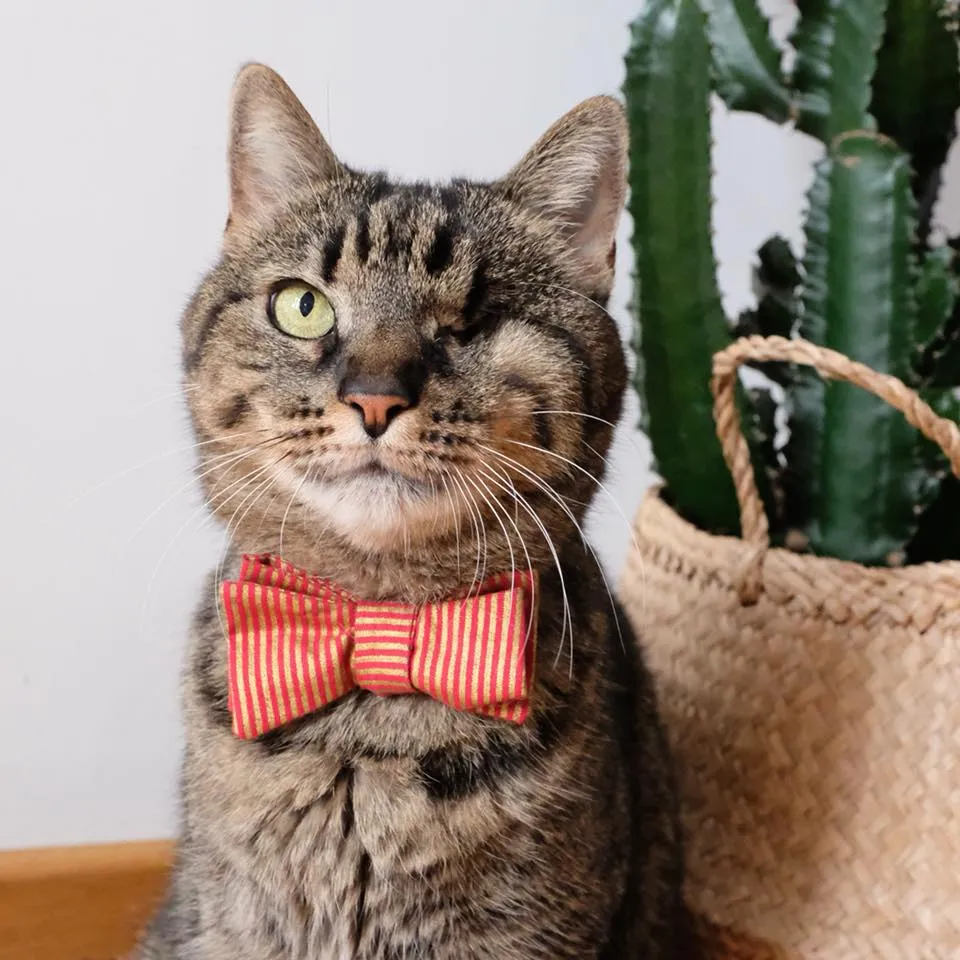 Santa Kitty