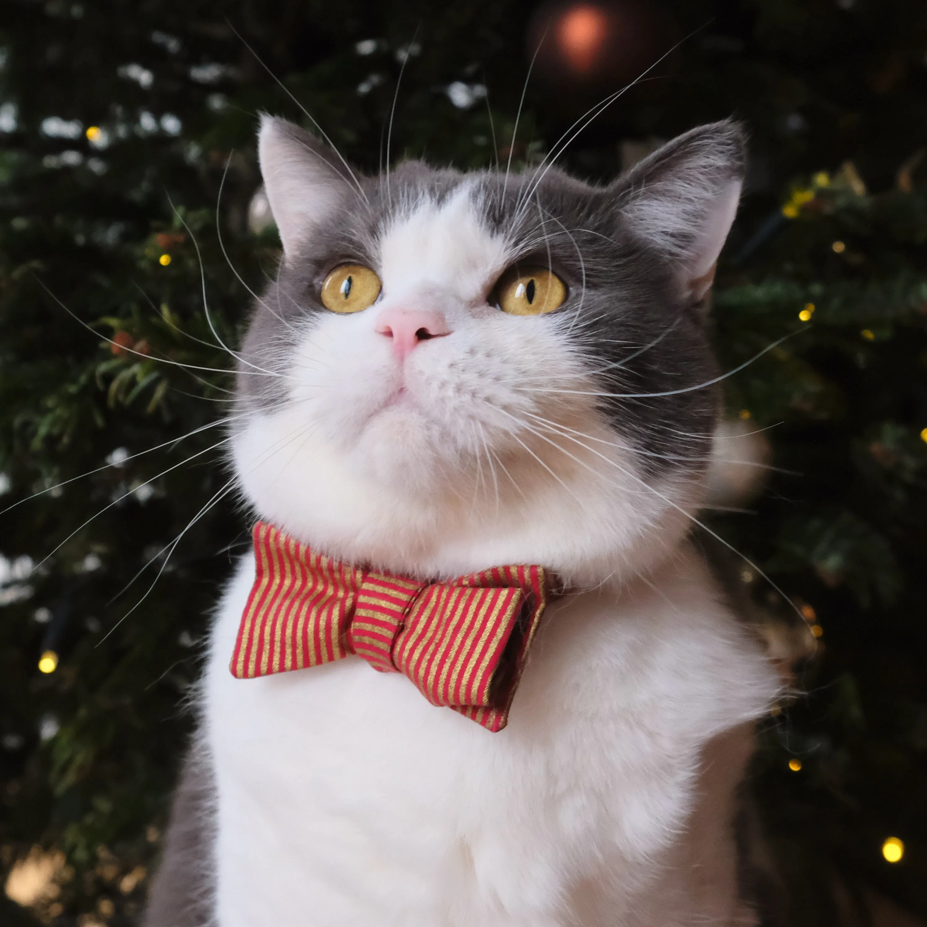 Santa Kitty