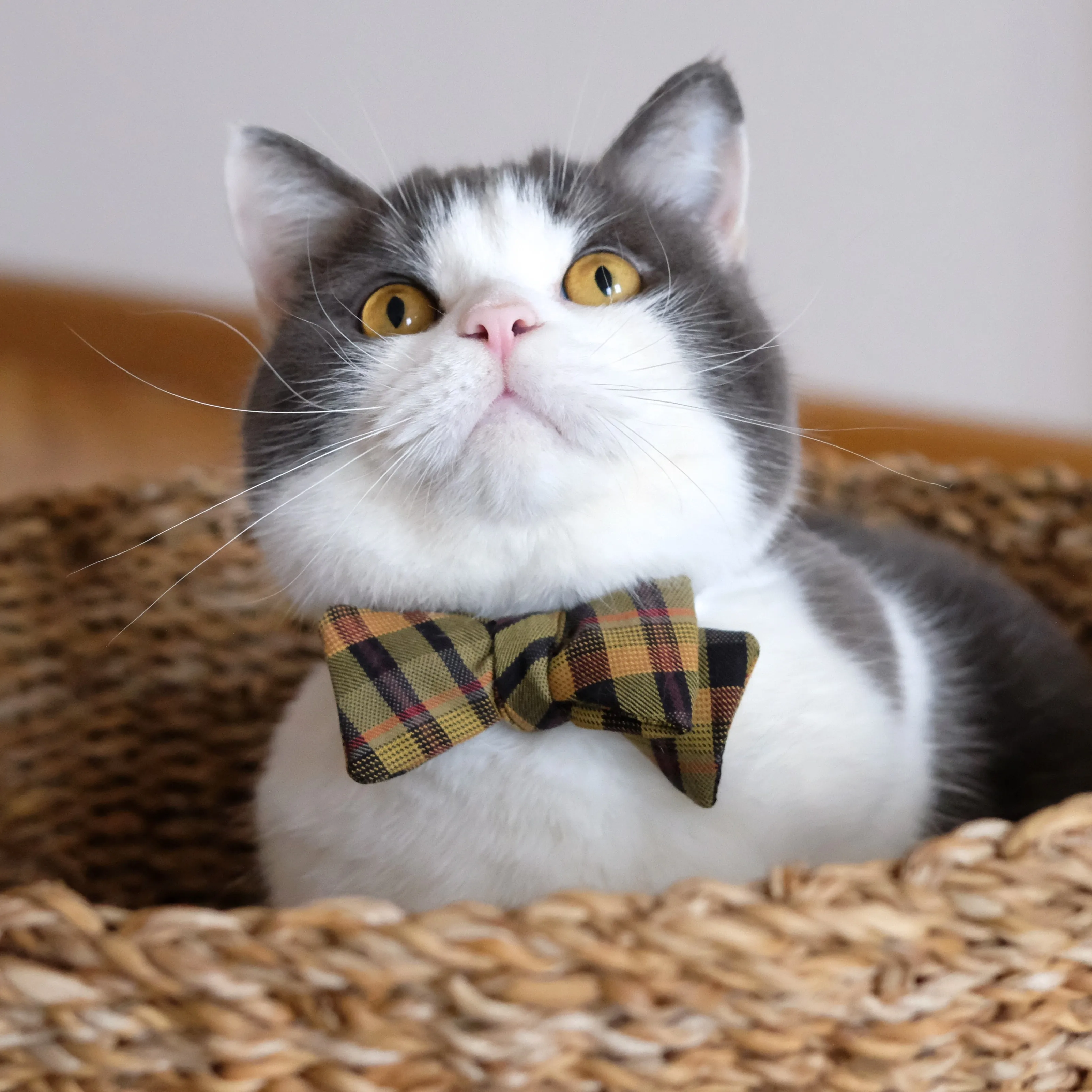 Sophisticat
