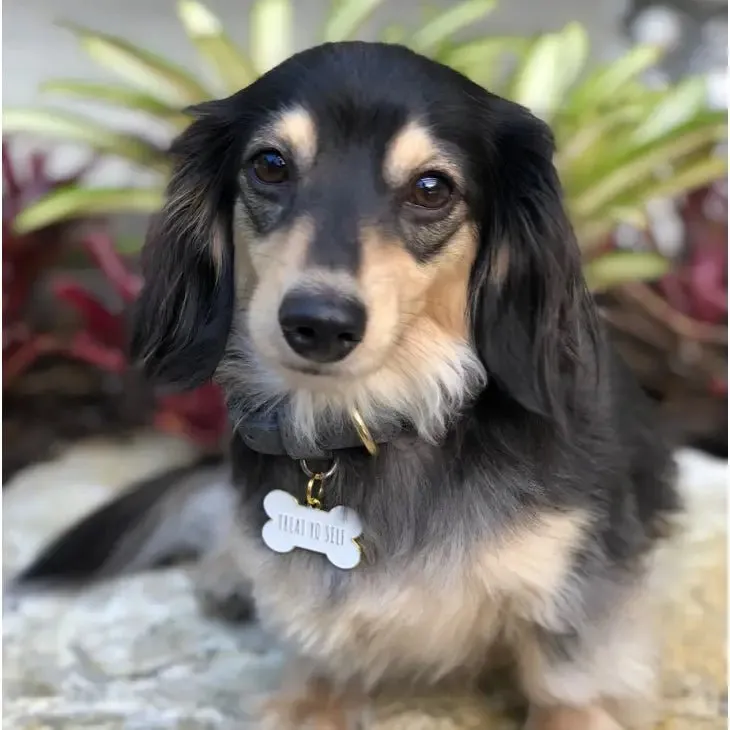 Treat Yo Self Pet ID Tag in White