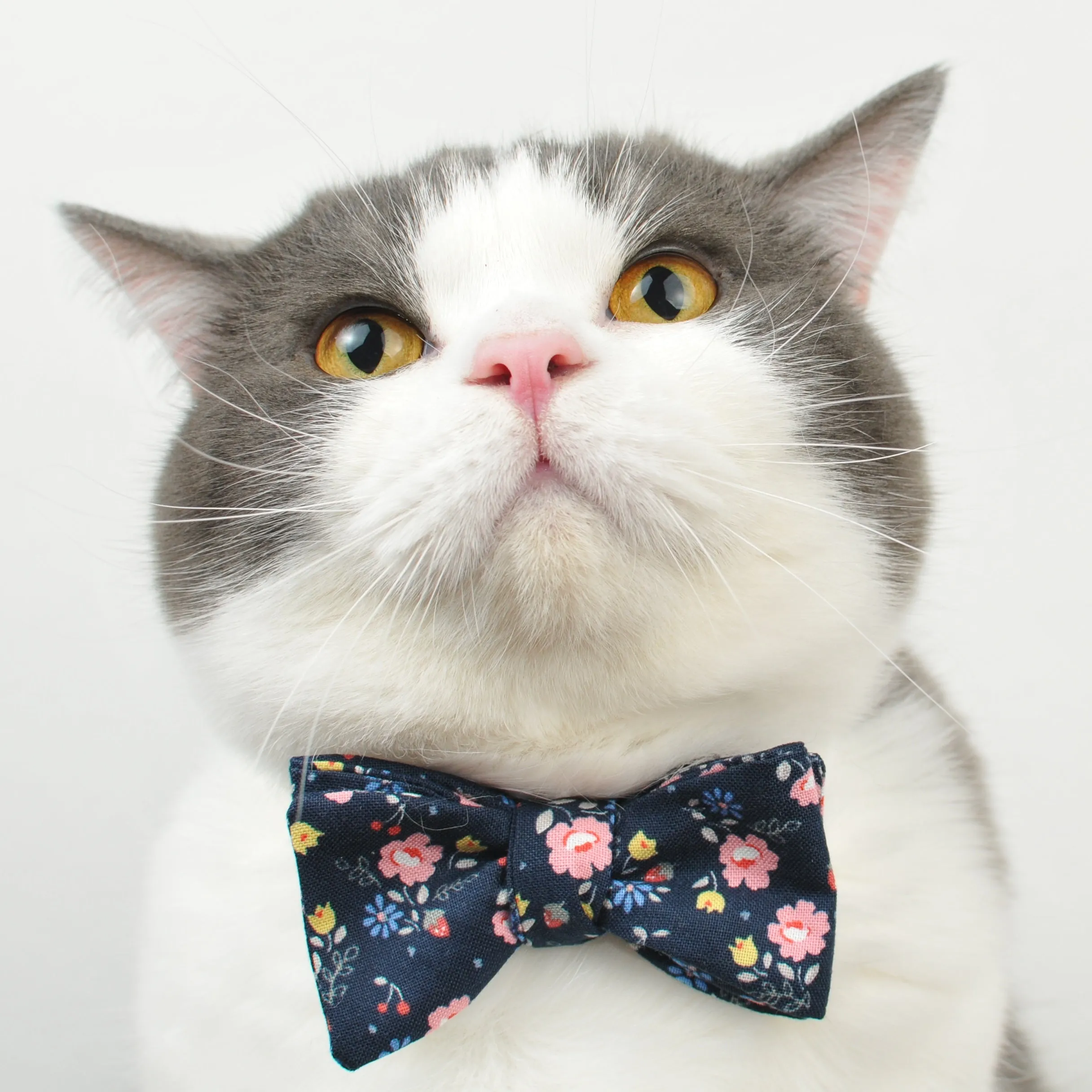 Van Fluffington