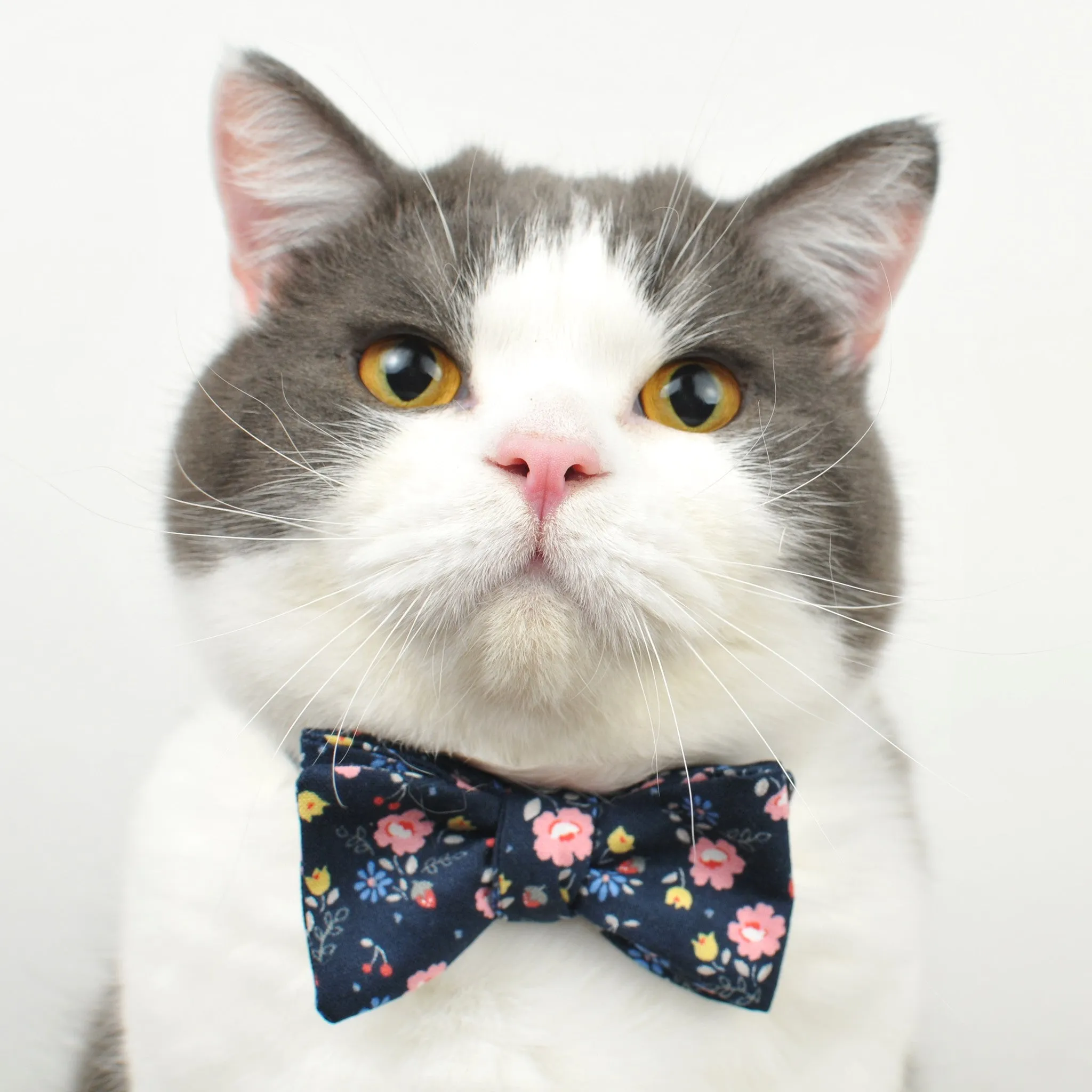Van Fluffington